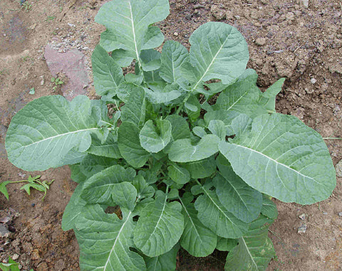 Ethiopian Kale