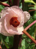Hibiscus/ Roselle