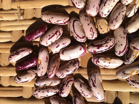 Missouri Bill's Pole Bean