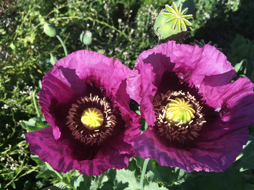 Perple Poppy Purple Poppy Flower
