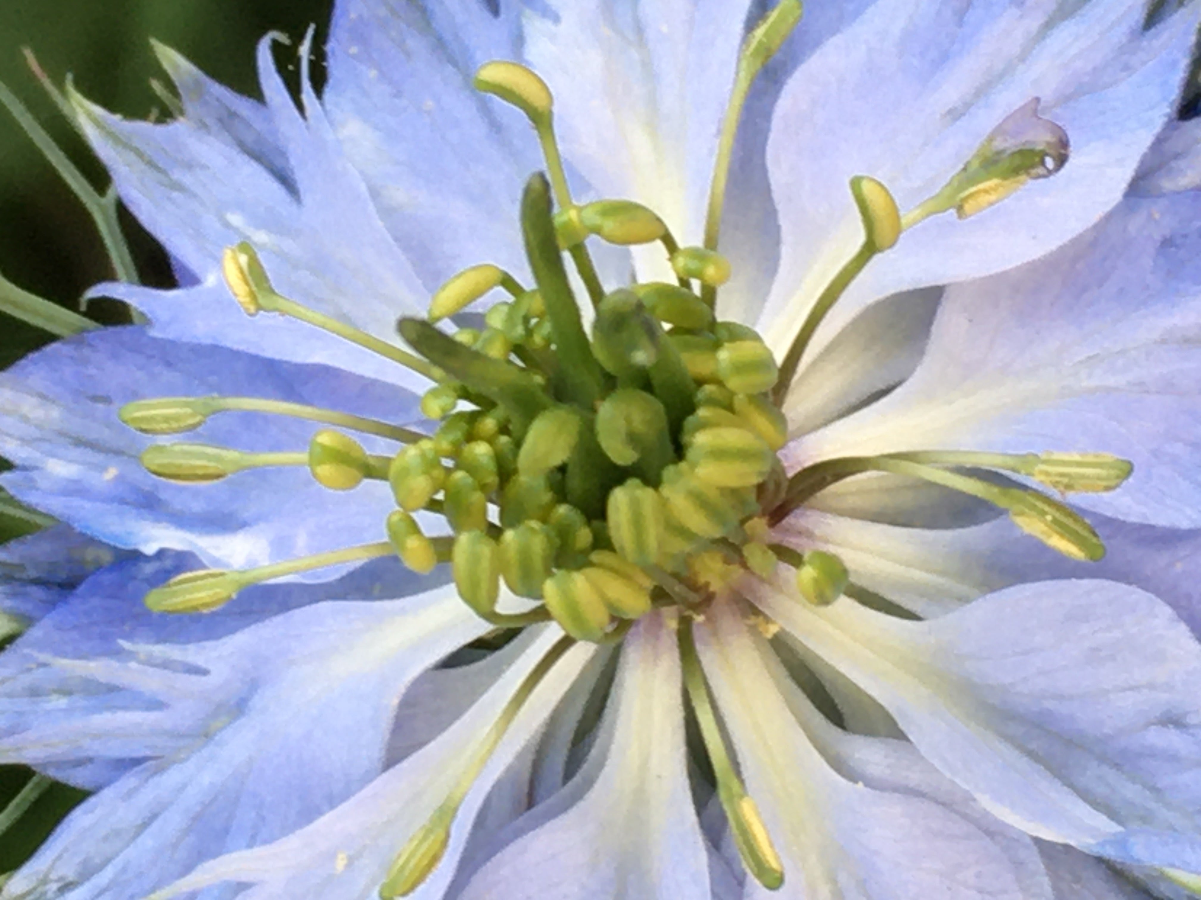 Love-in-a-Mist Mixed Colors Nigella