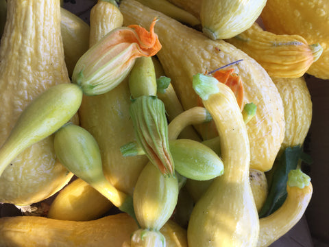 Yellow Crookneck Squash