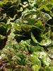 Mayan Jaguar Lettuce