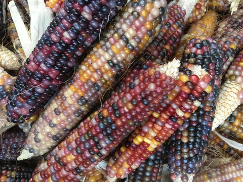 Glass Gem Corn