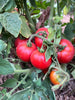 Czech Bush Tomato