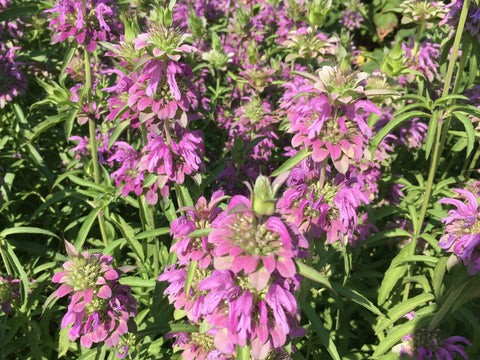 Lemon Bergamot