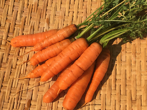 Minicor Carrot