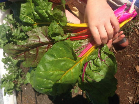 Rainbow Chard