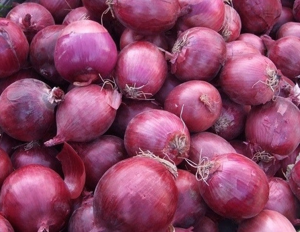 Rosa Di Milano Onion