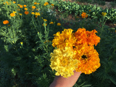 Shades of Gold Marigold