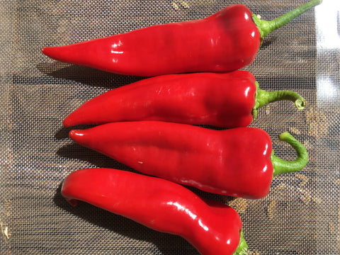 Stocky Red Roaster Sweet Pepper