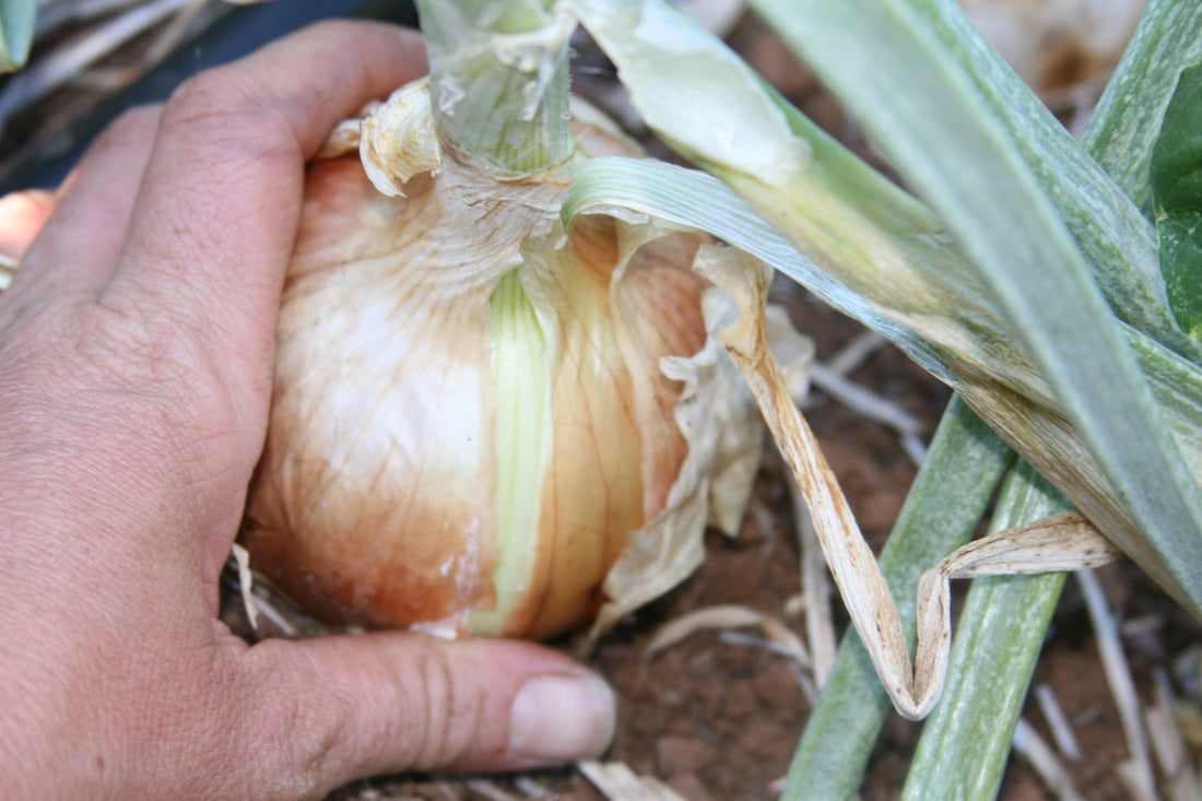Valencia Onion