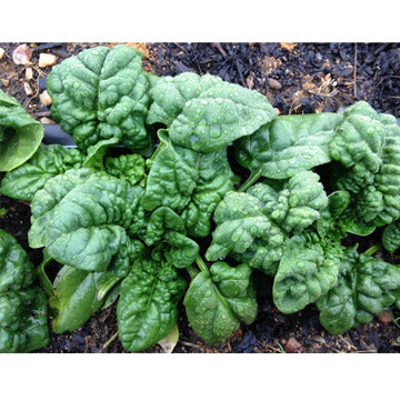 Winter Bloomsdale Spinach