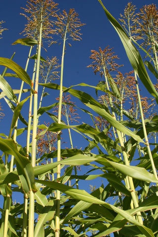 Apache Red Sugarcane, Sorghum