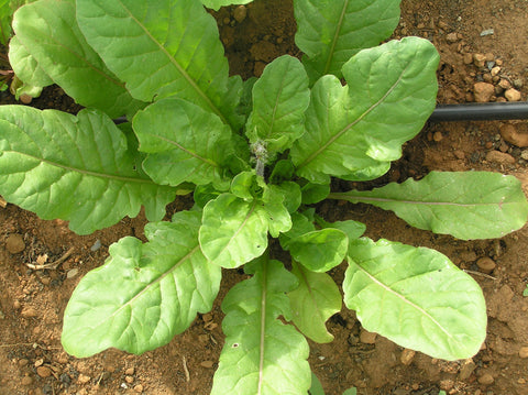 Arugula, Apollo