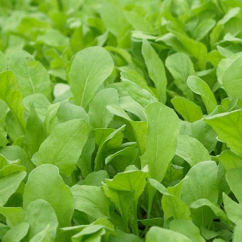 Arugula, Roquette