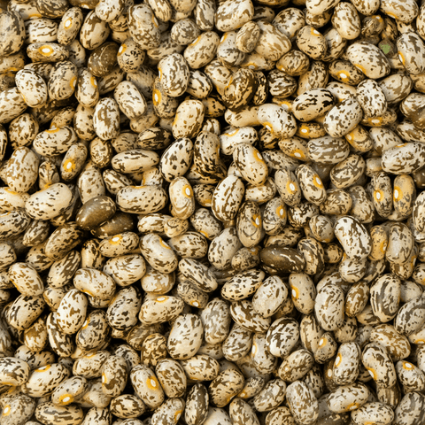 Nodak Pinto Bean
