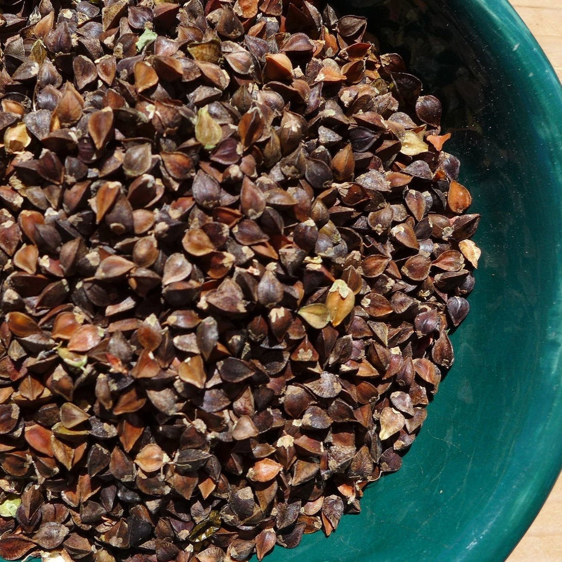 Close-up of dark brown buckwheat seeds in a teal container