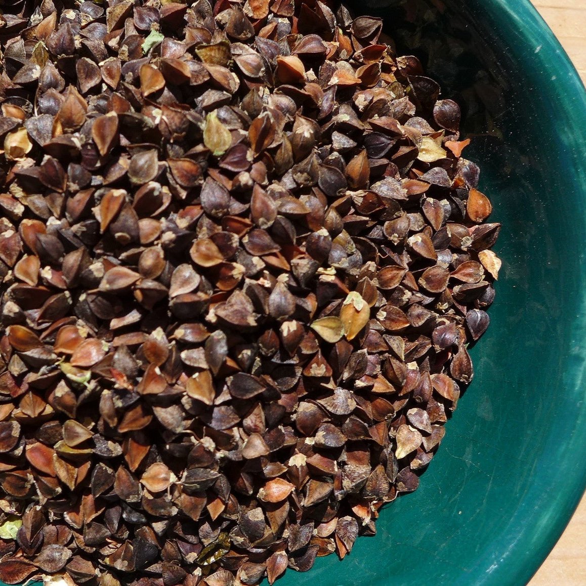 Close-up of dark brown buckwheat seeds in a teal container