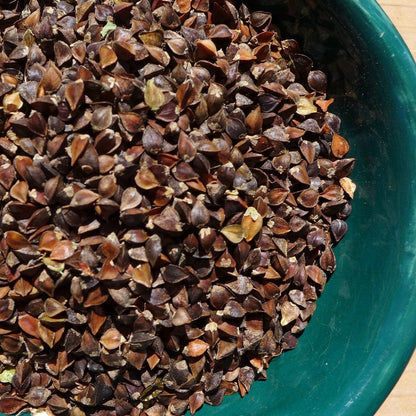 Close-up of dark brown buckwheat seeds in a teal container
