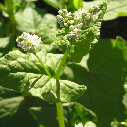 Buckwheat