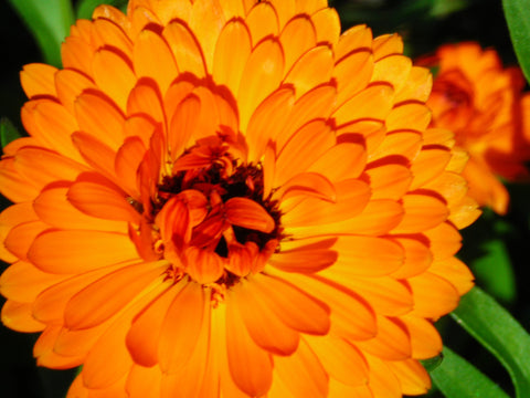 Calendula