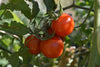 Chadwick Cherry Tomato