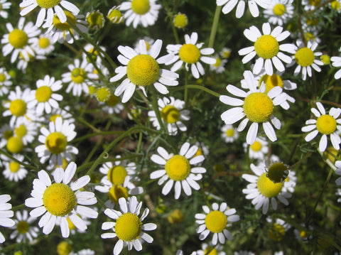 Chamomile