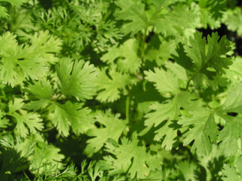 Cilantro