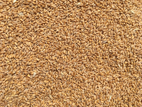 Crimean Winter Wheat