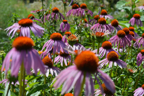 Echinacea