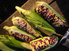 Festivity Sweet Corn
