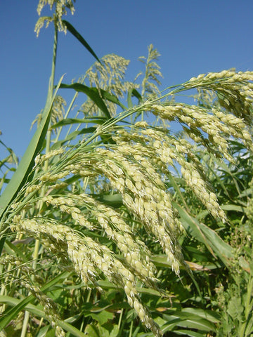 Tarahumara Popping Sorghum