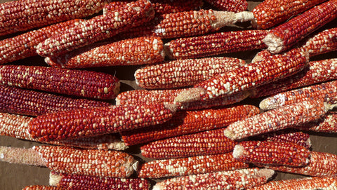 Supai Red Parch Corn