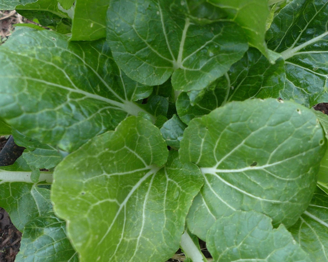 Bok Choy