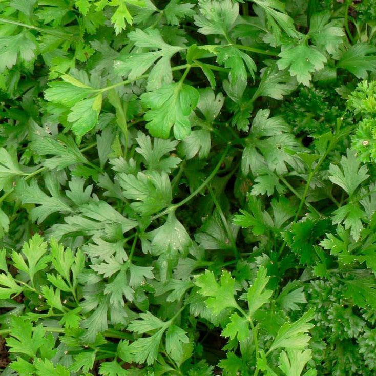 Italian Flat-Leaf Parsley