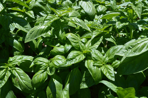 Italian Large Leaf Basil