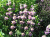 Lemon Bergamot