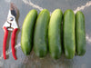 Mid-East Peace Cucumber