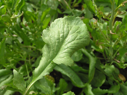 Cress, Persian