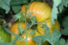 Pineapple Tomato