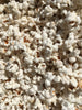 Japanese Hulless Popcorn