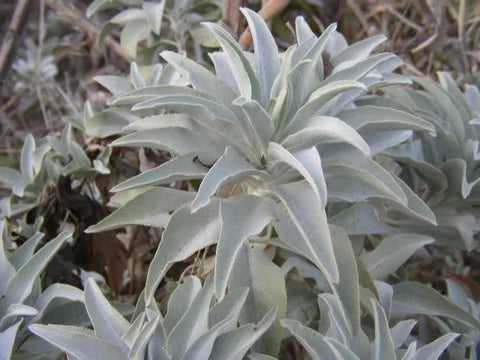 White Sage