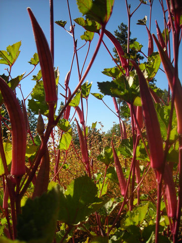 Red Velvet Okra