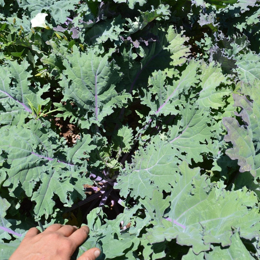 A close-up of red winter kale, also known as Brassica oleraceae, with large green leaves and purple veins.