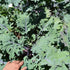 A close-up of red winter kale, also known as Brassica oleraceae, with large green leaves and purple veins.
