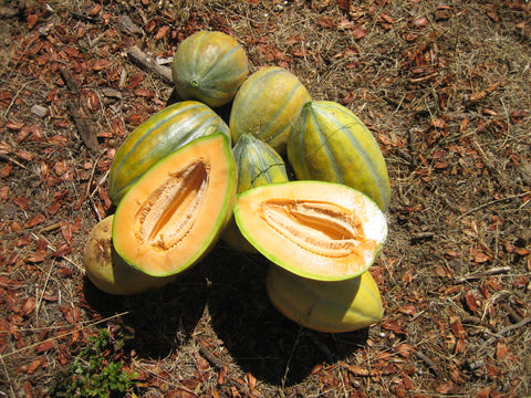 Bidwell Casaba