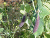 Sugar Magnolia Purple Snap Pea