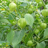 Tomatillo Verde