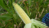 Top Hat Sweet Corn